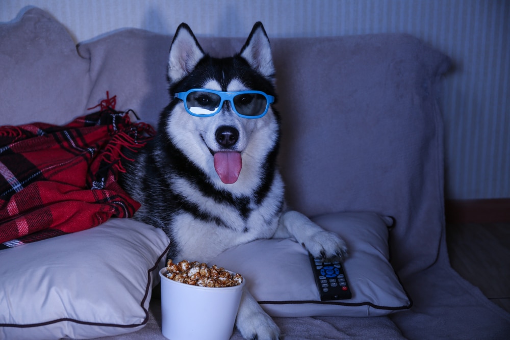 Las mejores películas sobre perros